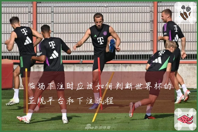 临场下注时应该如何判断世界杯的正规平台和下注流程